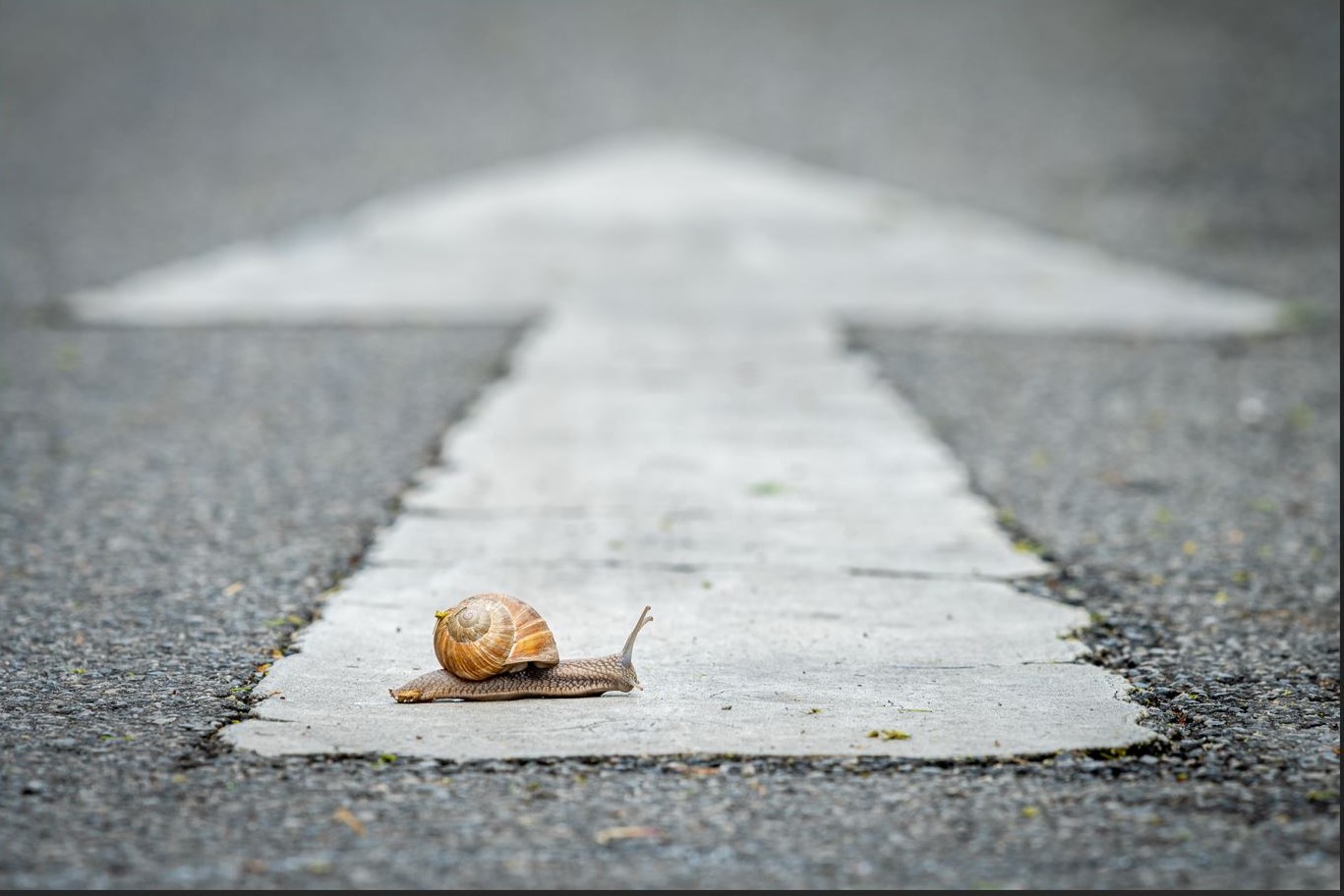 Eine Schnecke auf einer Straße mit einem Pfeil